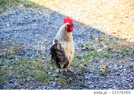 White chicken 22376300