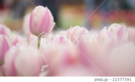 Pink tulips. Colorful tulips in spring season 22377391
