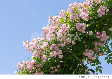 青空とバラのアーチ(ユーフロシーヌ) 青空とバラのアーチ(ユーフロシーヌ) 22377774