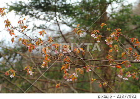 ミネザクラ 22377932