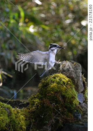 ヤマセミ 22378160