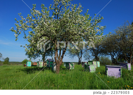 Honey bee hives in spring apple garden 22379303