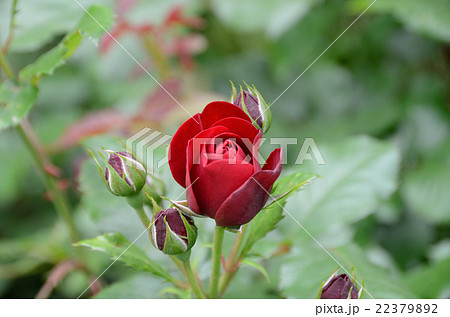 バラ ラーヴァグルート バラ ラーヴァグルート 22379892