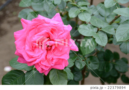 バラ　マリア・カラス 22379894