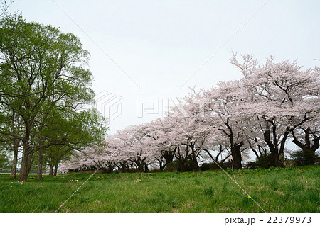 展勝地の桜 22379973