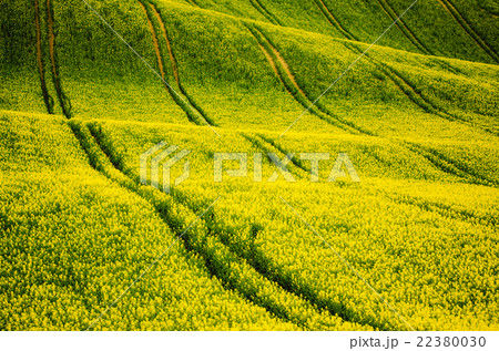 Rapeseed yellow field in spring 22380030