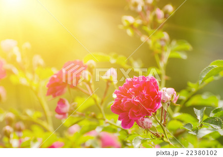 Red roses garden Red roses garden 22380102