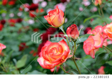 バラ ベッティー・ブープ バラ ベッティー・ブープ 22380103