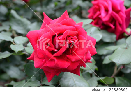 バラ クリムゾン・グローリー バラ クリムゾン・グローリー 22380362