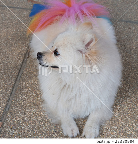 white pomeranian dog grooming with colourful tail white pomeranian dog grooming with colourful tail 22380984