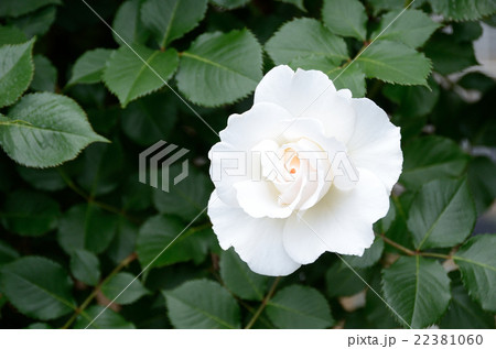 バラ マーガレット・メリル バラ マーガレット・メリル 22381060