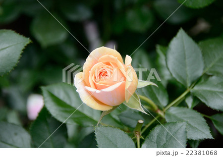バラ ガーデン・オブ・ローゼス バラ ガーデン・オブ・ローゼス 22381068
