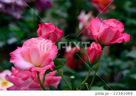 バラ 凛 バラ 凛 22381069