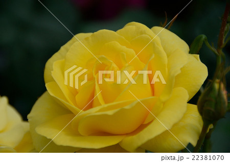 バラ 伊豆の踊り子 バラ 伊豆の踊り子 22381070