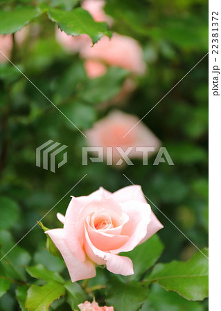 バラ 優花 バラ 優花 22381372