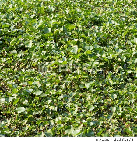 water hyacinth in the river, eichhornia crassipes 22381378