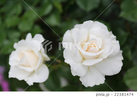 バラ マーガレット・メリル バラ マーガレット・メリル 22381474