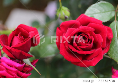 バラ　ノワール 22381530