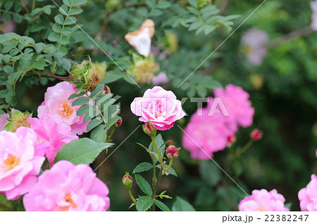 バラ オールド・ブラッシュ バラ オールド・ブラッシュ 22382247