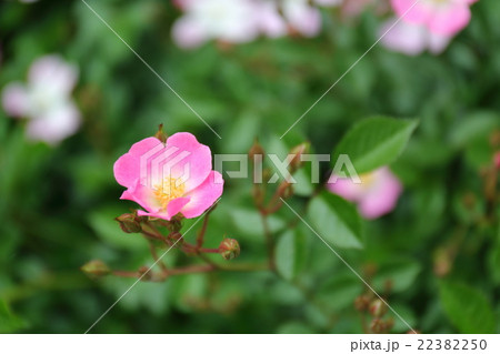 バラ　桜木 22382250