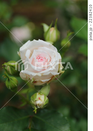 バラ　ミセス・トシコ 22382410