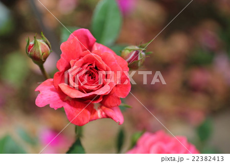 バラ　ニキータ 22382413