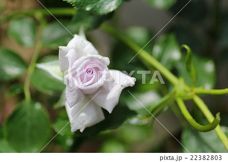 バラ 薔薇の海 バラ 薔薇の海 22382803
