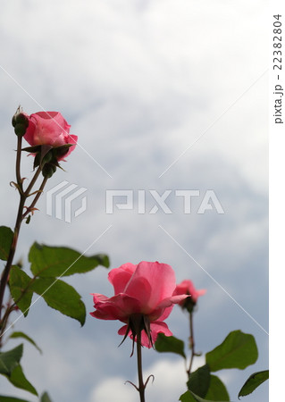 バラ クィーン・エリザベス バラ クィーン・エリザベス 22382804