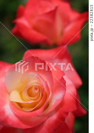 バラ　ジェミニ 22382815