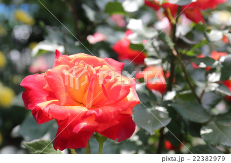 バラ　錦絵 22382979