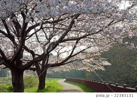 見沼田圃:桜並木 見沼田圃:桜並木 22383131