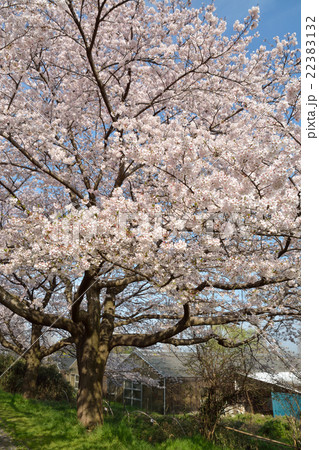 見沼田圃：桜満開 22383132