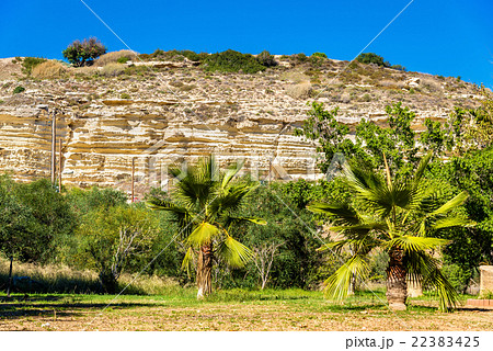 Trees at the foot of the Kourion Mount - Cyprus Trees at the foot of the Kourion Mount - Cyprus 22383425