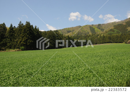 ゆきちからの小麦畑 22383572