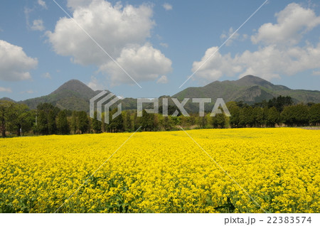 菜の花畑 22383574