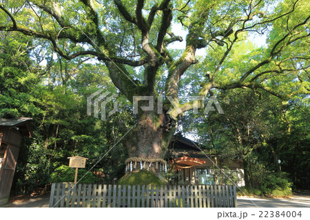 熱田神宮　大楠　 22384004