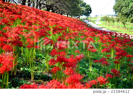 曼珠沙華 曼珠沙華 22384612