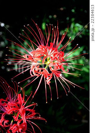 曼珠沙華 曼珠沙華 22384613