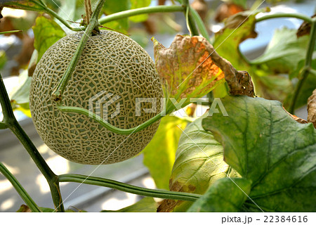 メロン 22384616