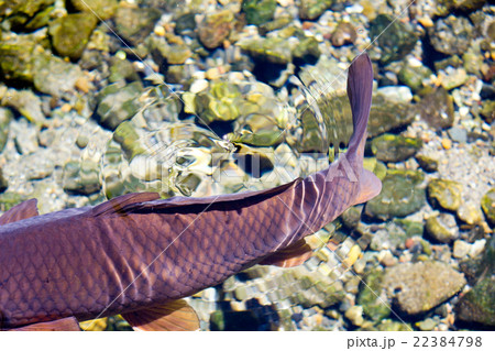 清水の波紋と鯉（音堂川湧水） 22384798