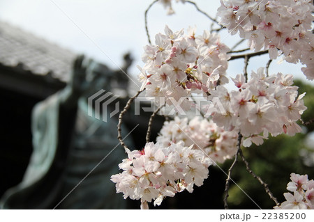 墨染め桜 墨染め桜 22385200