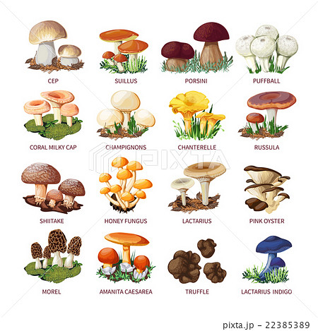 Collection Of Edible Mushrooms And Toadstools 22385389