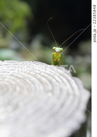 カマキリの挨拶 22385848