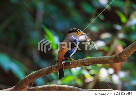colorful bird Silver-breasted broadbil 22385994