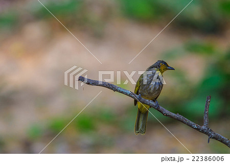 Stripe-throated Bulbul Bird, standing on a branch Stripe-throated Bulbul Bird, standing on a branch 22386006