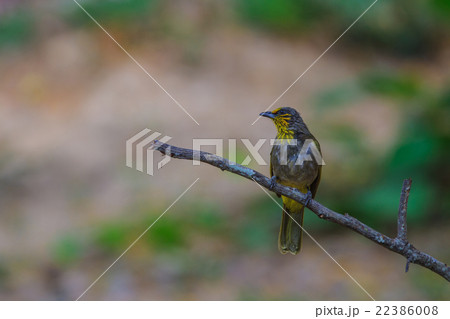 Stripe-throated Bulbul Bird standing on a branch Stripe-throated Bulbul Bird standing on a branch 22386008