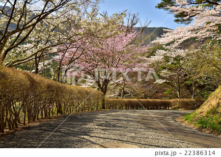 半田山自然公園 22386314
