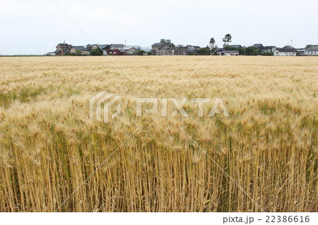 麦畑 福井平野(福井県 坂井市) 麦畑 福井平野(福井県 坂井市) 22386616