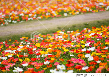 アイスランドポピー花畑 22386684