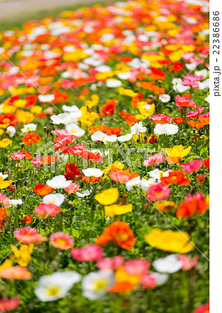 アイスランドポピー花畑の写真素材